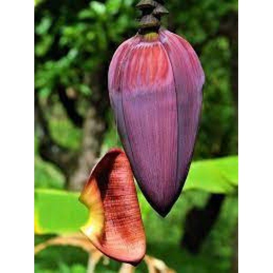 Banana Flower/Kodppan/Vazhakoombu/വാഴപ്പൂ/കൊടപ്പൻ 