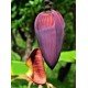 Banana Flower/Kodppan/Vazhakoombu/വാഴപ്പൂ/കൊടപ്പൻ 